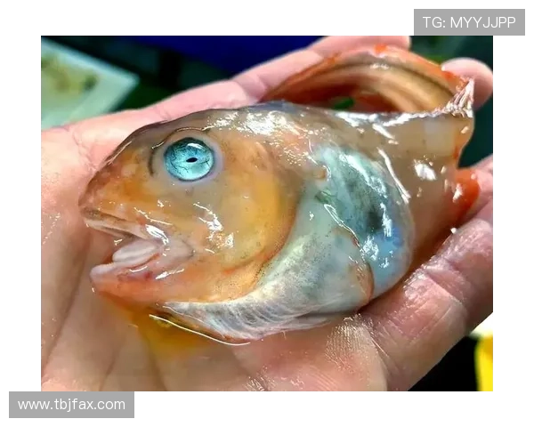 八脚怪：深海的魅影，海洋的守护者