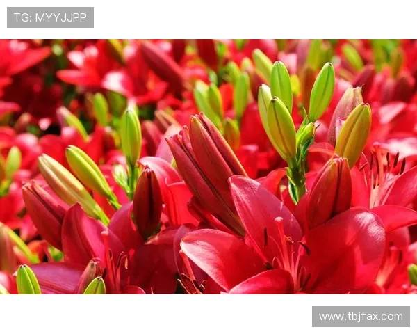 国生小百合：绽放于时代洪流中的东方韵致